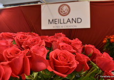 The Cerise Success has a real deep pink color, good opening and good production. It’s much loved in the UK market.